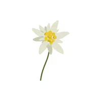 Edelweiss