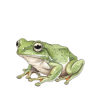 Edible Frog