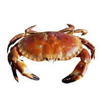Edible Crab