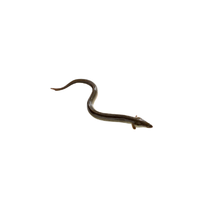 Eel | Types of Fish with Names in English