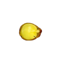Endosperm | Parts of Flowers with Names