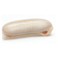 Esophagus | Parts of Fish