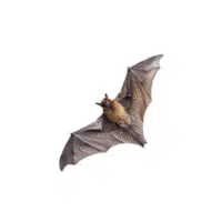 Evening bat | Types of Bats Breeds with Names