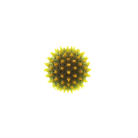 Exine | Parts of Flowers with Names