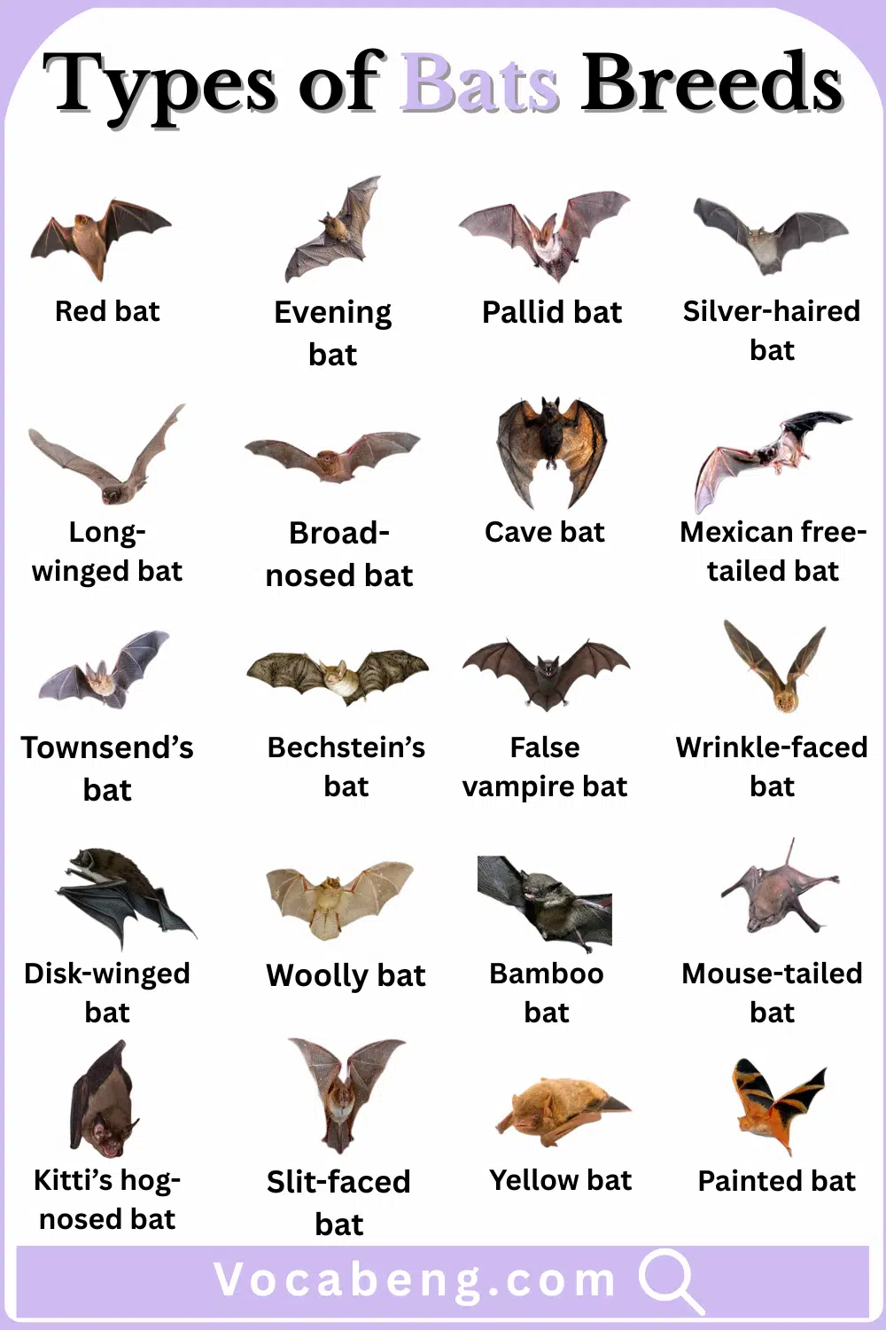 Explore Bats Breeds Types and Names