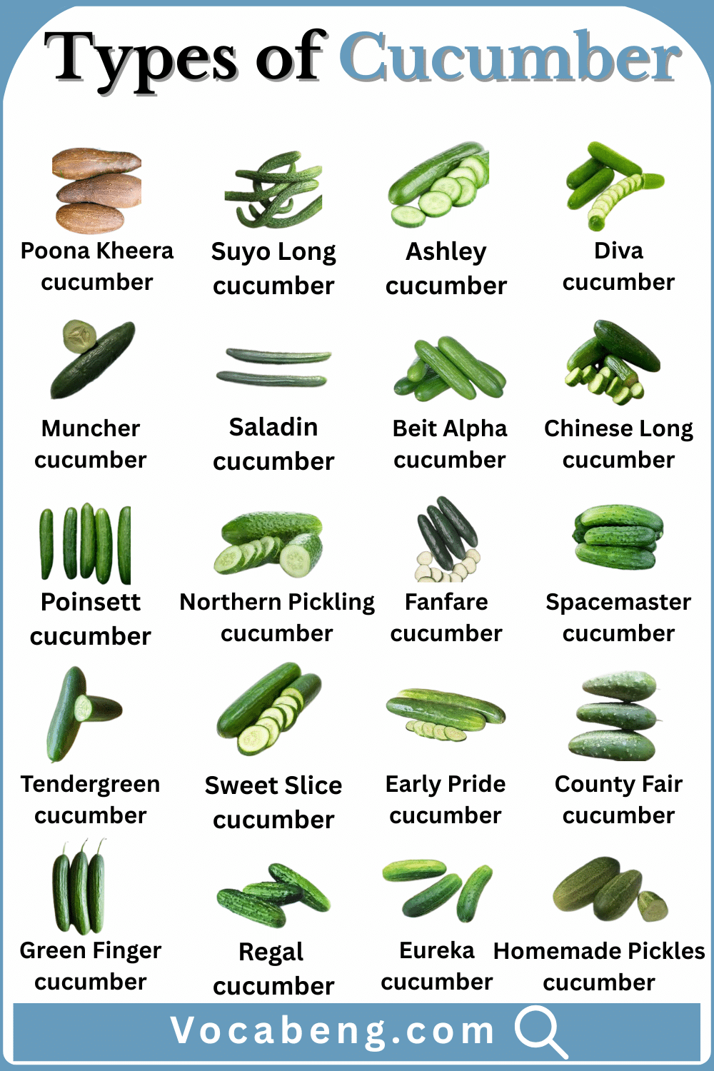 Explore Cucumbers Types and Names