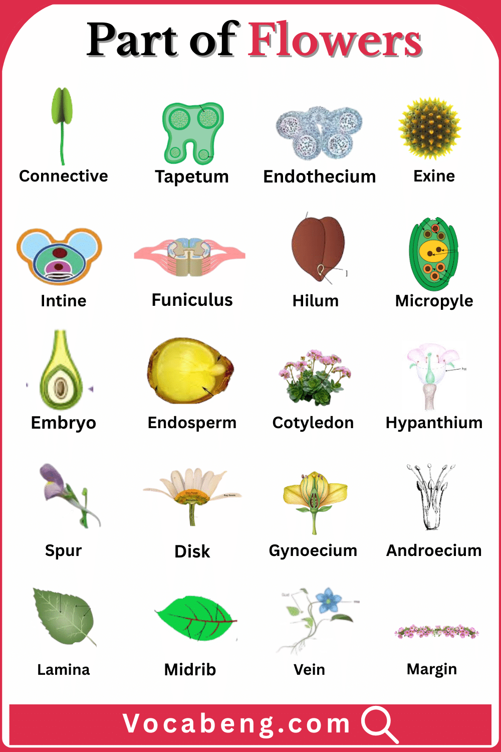 Explore Parts of Flowers with their Names and images