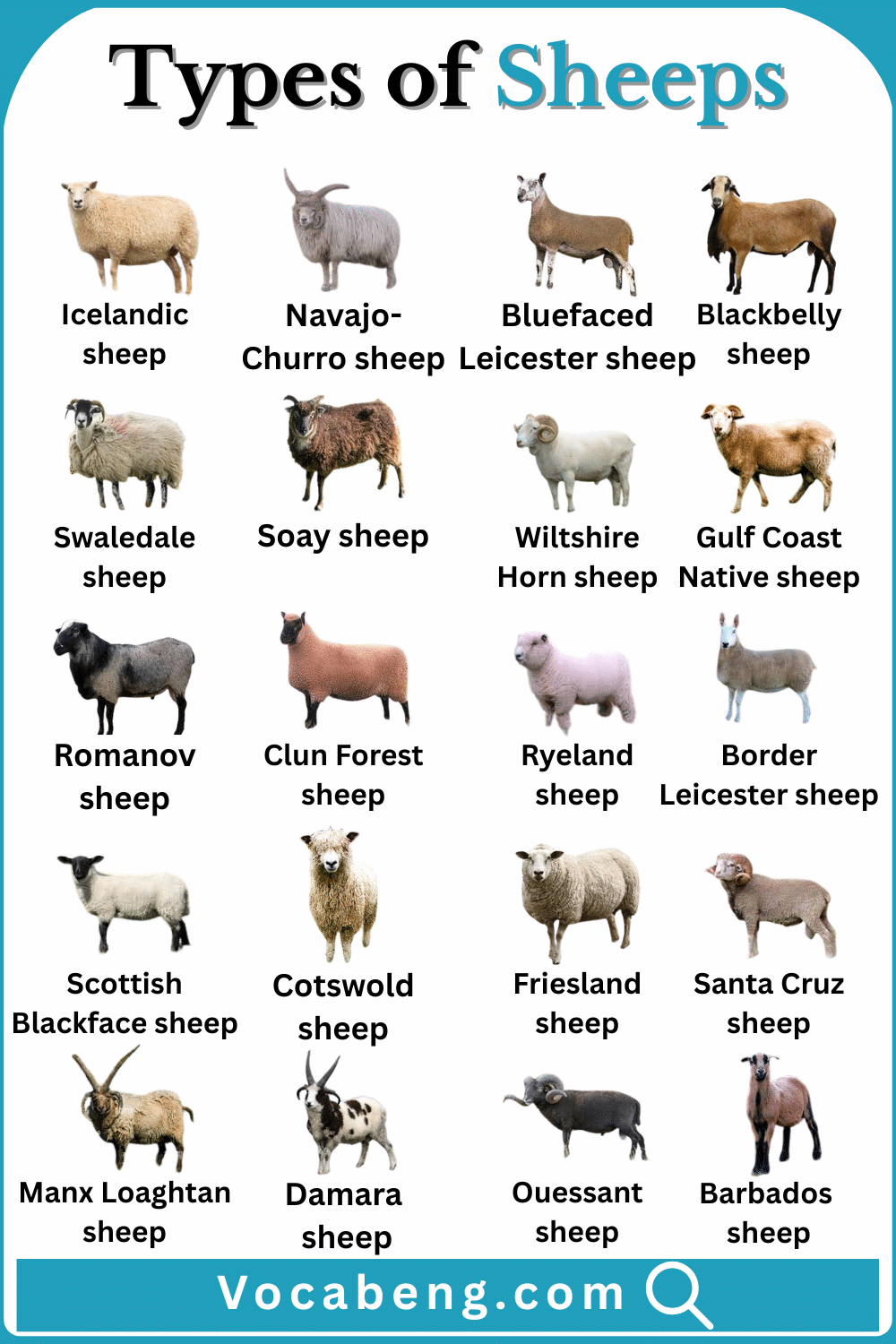 Explore Sheep Breeds Types and Names