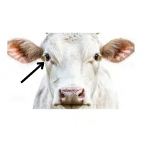 Eye  | Parts of Cow with Names in English 