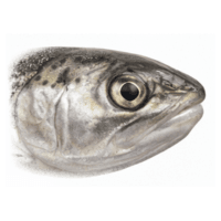 Eye | Parts of Fish