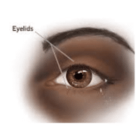 Eyelid