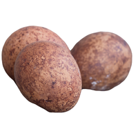 Falcon egg | Types of Eggs with Names in English