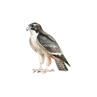 Falcon