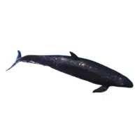 False Killer Whale