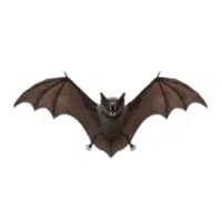 False vampire bat