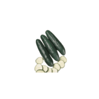 Fanfare Cucumber | Types of Cucumbers with Names