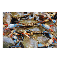 Farmed Crab