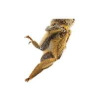 Femur | Parts of Bee