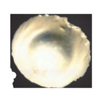 Fermium | Types of Metals with Names in English