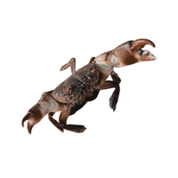 Fiddler Crab | Types of Crabs with Names in English
