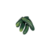 Field Cucumber