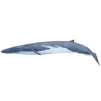 Fin Whale | Types of Whales with Names in English
