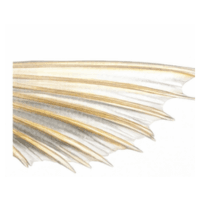 Fin ray | Parts of Fish