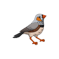Finch | Flying Birds Names