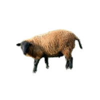 Finnsheep | Types of Sheep Breeds with Names
