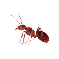 Fire Ant