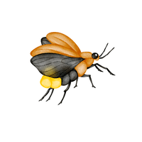 Firefly