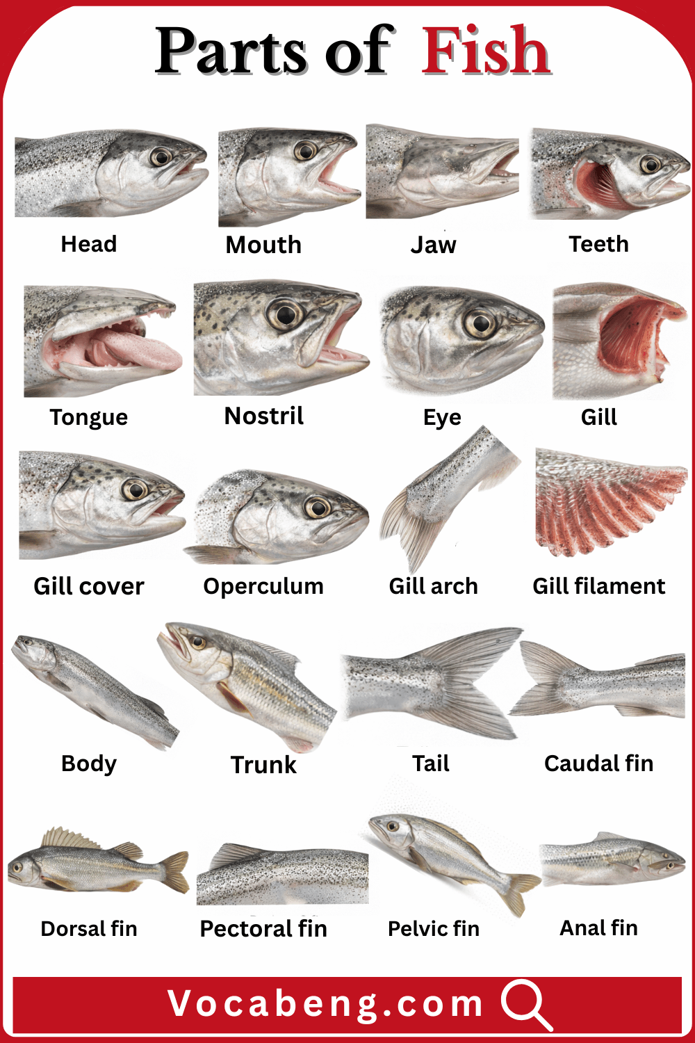 Fish Parts Names in English with there Pictures