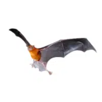 Fishing bat | Types of Bats Breeds with Names