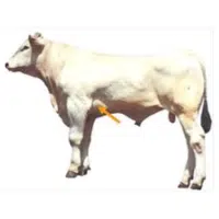 Flank  | Parts of Cow with Names in English 