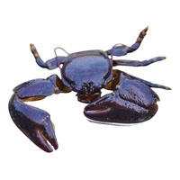 Flat Crab | Types of Crabs with Names in English