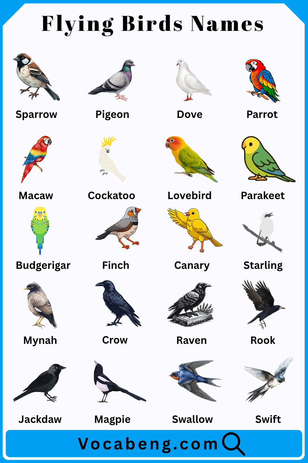 Flying Birds Names in English and Pictures