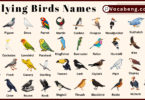 60 Flying Birds Names in English with Pictures