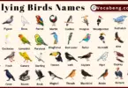 60 Flying Birds Names in English with Pictures
