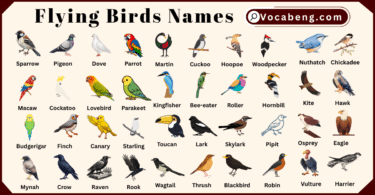 60 Flying Birds Names in English with Pictures