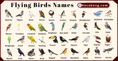 60 Flying Birds Names in English with Pictures