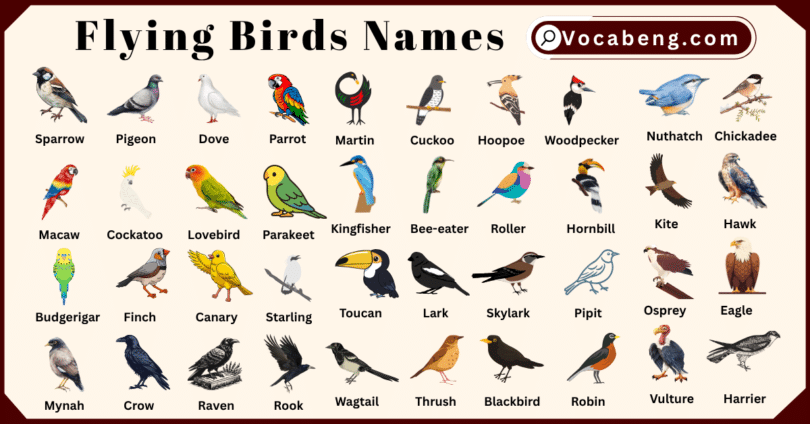 60 Flying Birds Names in English with Pictures