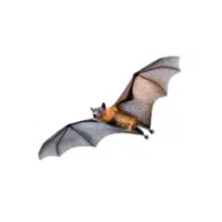 Flying fox | Types of Bats Breeds with Names