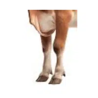Foreleg  | Parts of Cow with Names in English 