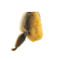 Forelegs | Parts of Bee