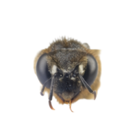 Forewings | Parts of Bee