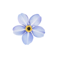 Flax Flower