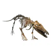 Fossil Whale | Types of Whales with Names in English