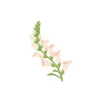 Foxglove | Plants and Their Names