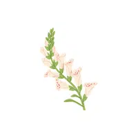 Foxglove | Plants and Their Names