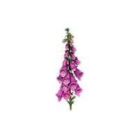 Foxglove | Flowers Names in English
